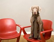 Hund auf Stuhl