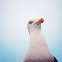 Albatros